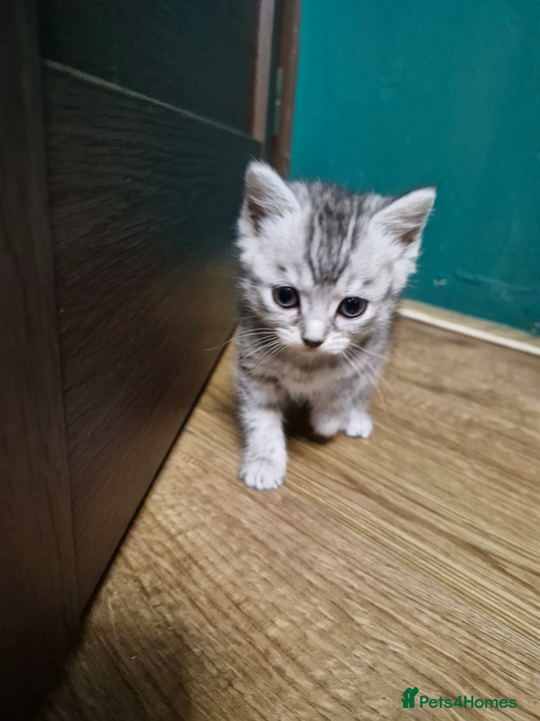 Scottish Fold cats for sale: Scottish fold kittens with straight ears - Advert 9