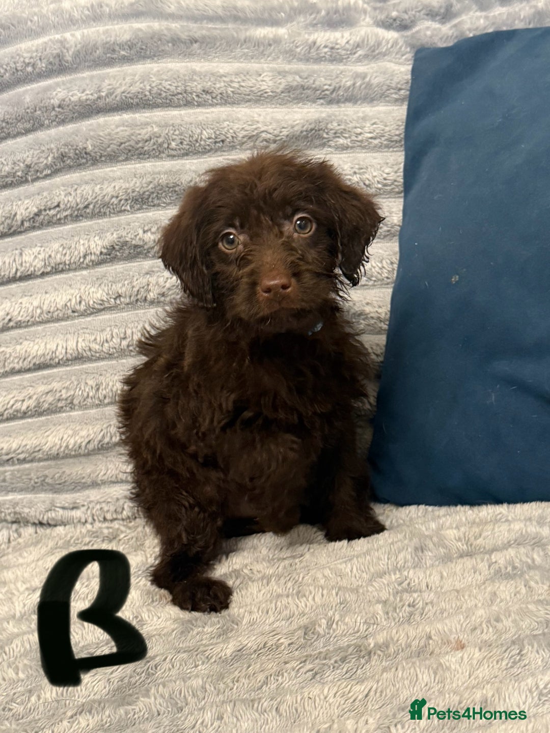 Labradoodle dogs for sale: F1 labradoodle pups  - Advert 5