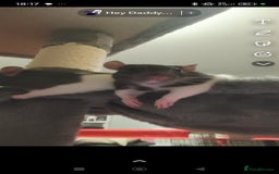 Rat rodents for sale: 4 gorgeous rats for adoption  - Advert 2