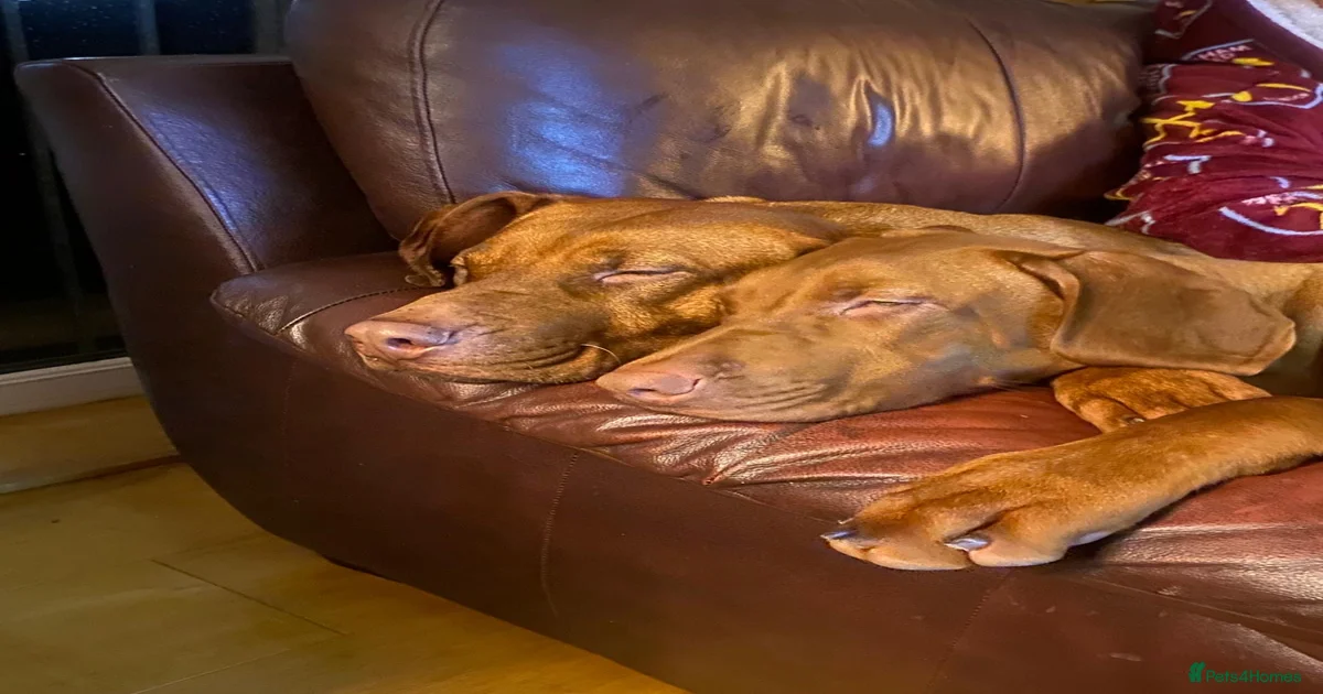 Liver Nosed Rhodesian Ridgeback 12 pups 08/05/26 for sale in Ramsgate ...