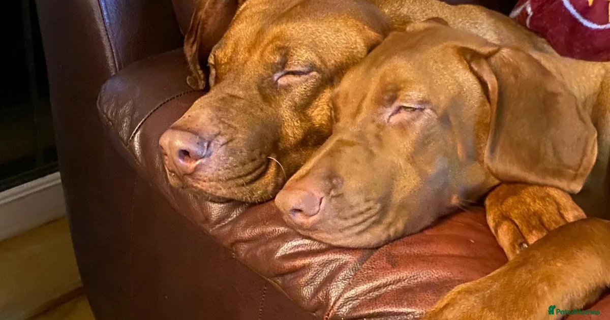 Liver Nosed Rhodesian Ridgeback 12 pups 08/05/26 for sale in Ramsgate ...
