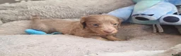Dachshund dogs for sale: Mega cute long haired dachshund puppies  - Advert 8