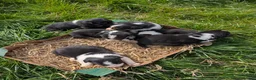 Border Collie dogs for sale: Cracking Litter of Tri Coloured Collies For Sale - Advert 3