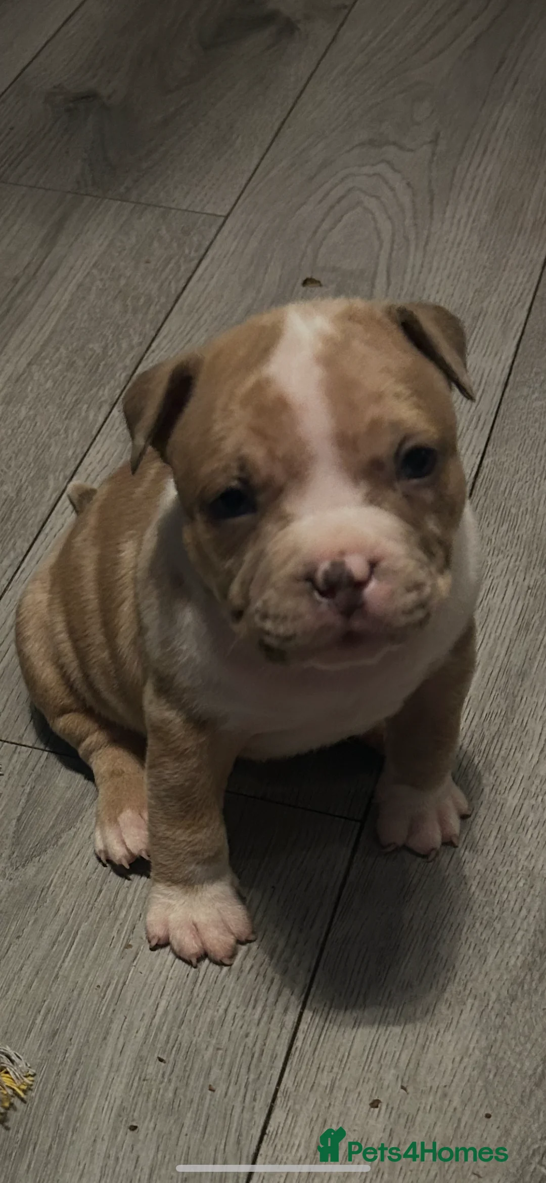 American Bully dogs for sale: American pocket bully’s  - Advert 2