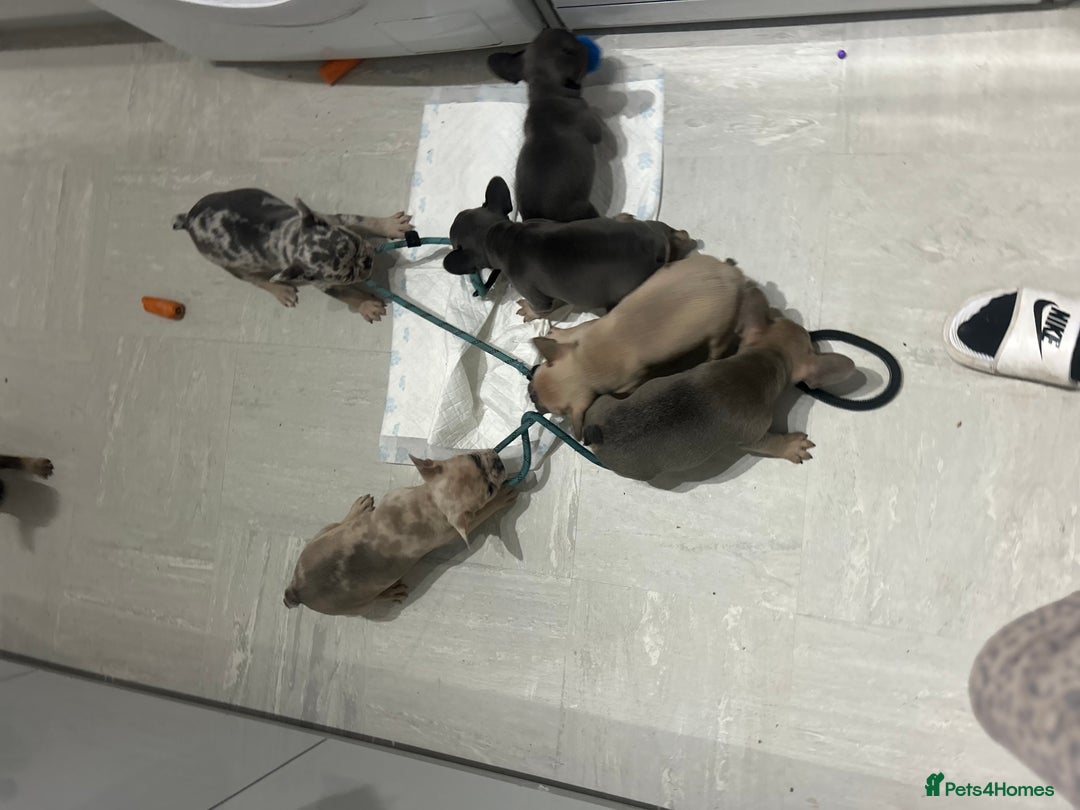 French Bulldog dogs for sale:  8 Gorgeous lap warmers 🐶  - Advert 6