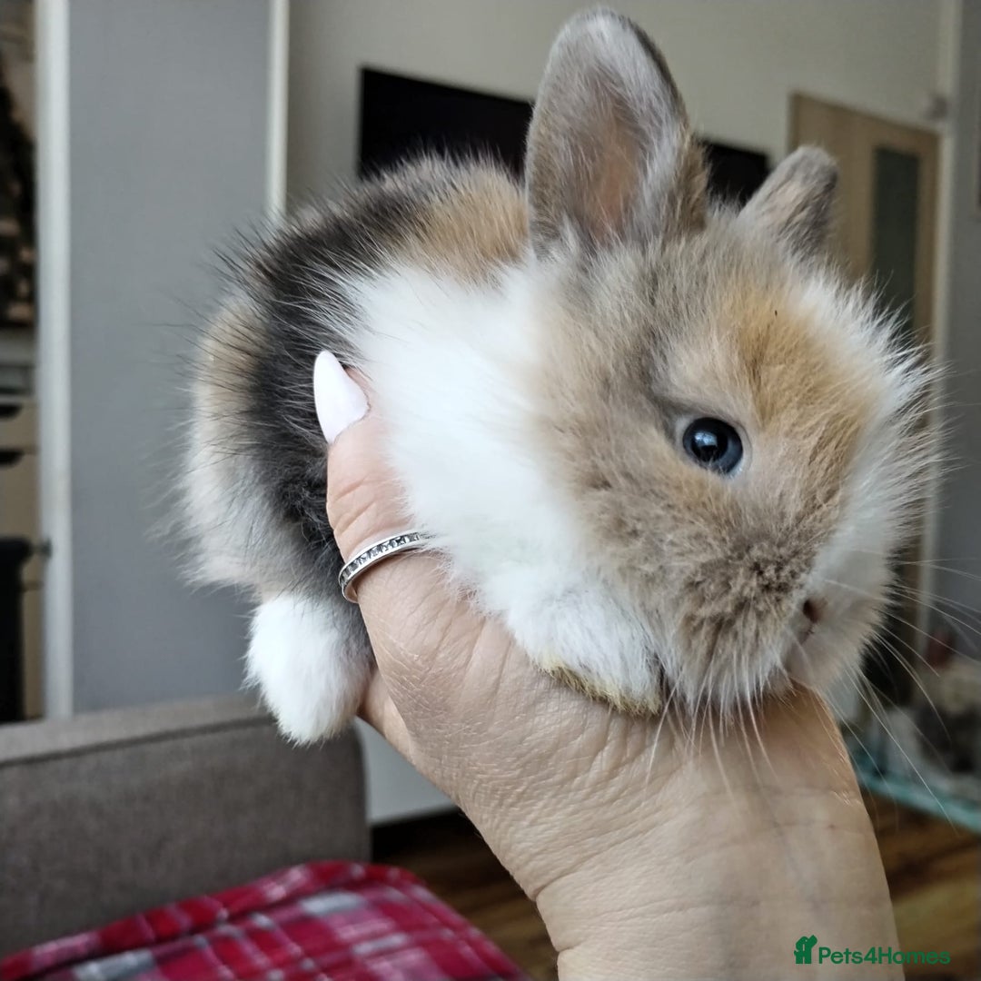 Lionhead rabbits for sale: Pure Breed Fluffy Double Mained Lionhead Boy - Image 10