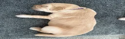Golden Retriever dogs for sale: Beautiful Home-Reared Golden Retriever Puppies 💛 - Advert 7