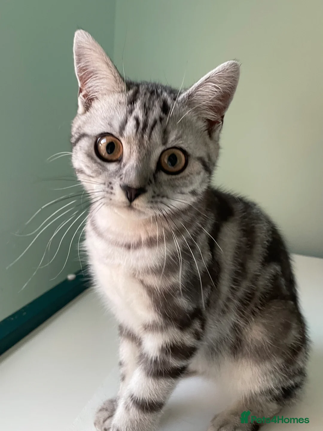 British Shorthair cats for sale: GCCF British Shorthair 💙 BOY - Advert 1