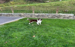 Border Collie dogs for sale: Border collie chocolate & white bitch 6 months old - Advert 7