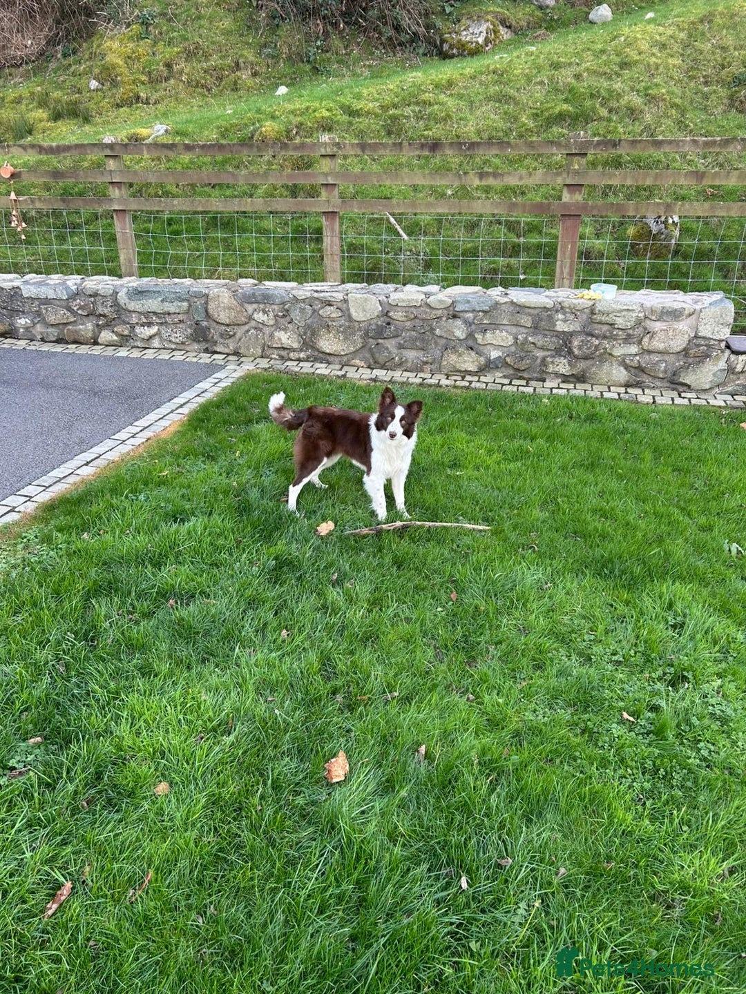 Border Collie dogs for sale: Border collie chocolate & white bitch 6 months old - Advert 7