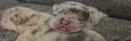 French Bulldog dogs for sale: Beautiful French bulldog dog merle puppies  - Advert 13