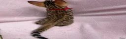 Bengal cats for sale: 🐆✨Outstanding TICA Registered Bengal cubs  ✨🐆 - Advert 18