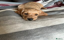Hungarian Vizsla dogs for sale: VIZSIPOO puppies, Vizsla x Miniature Poodle - Image 17