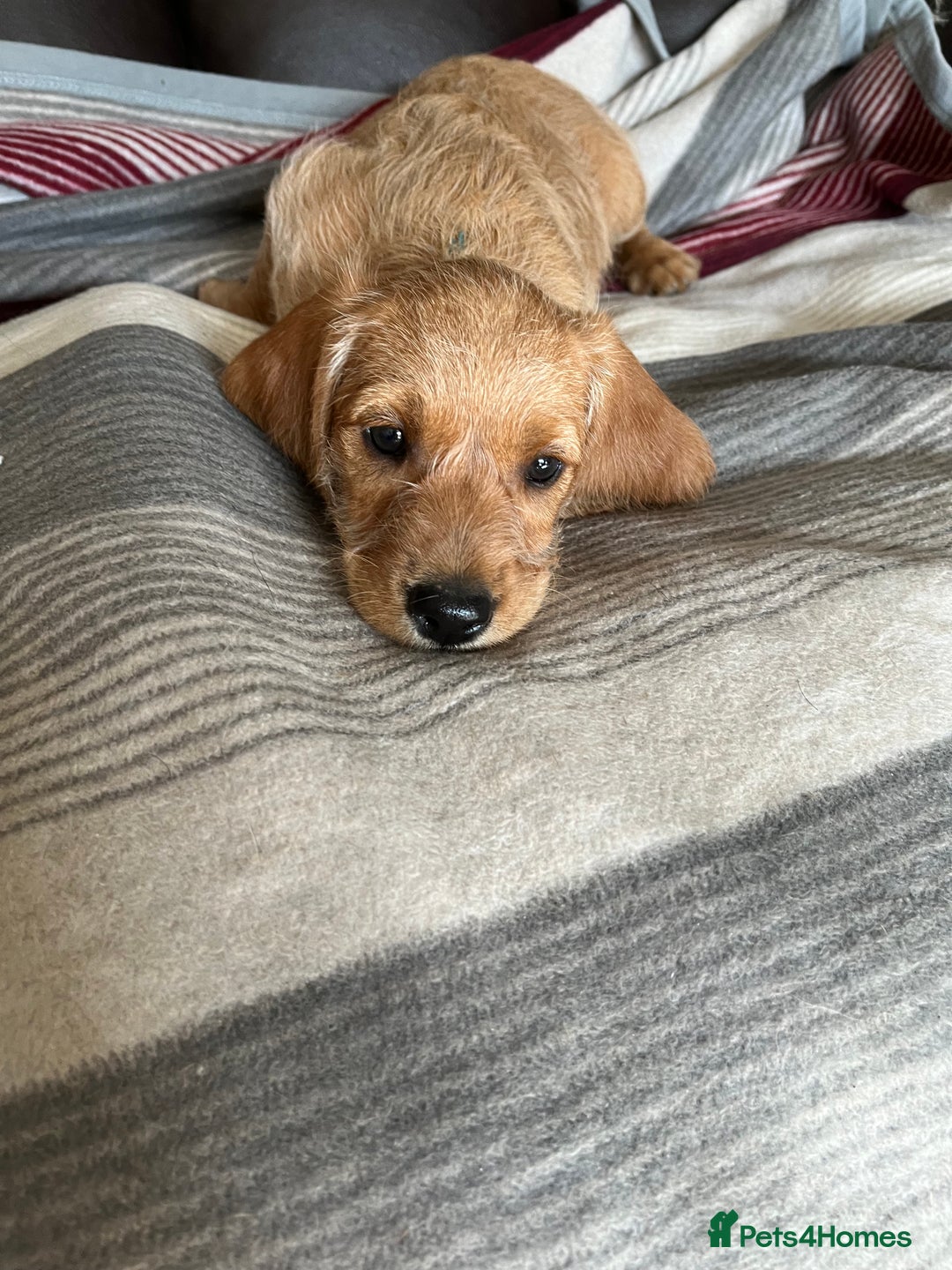 Hungarian Vizsla dogs for sale: VIZSIPOO puppies, Vizsla x Miniature Poodle - Image 17