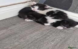 Mixed Breed cats for sale: 5 kittens for sale  - Image 12
