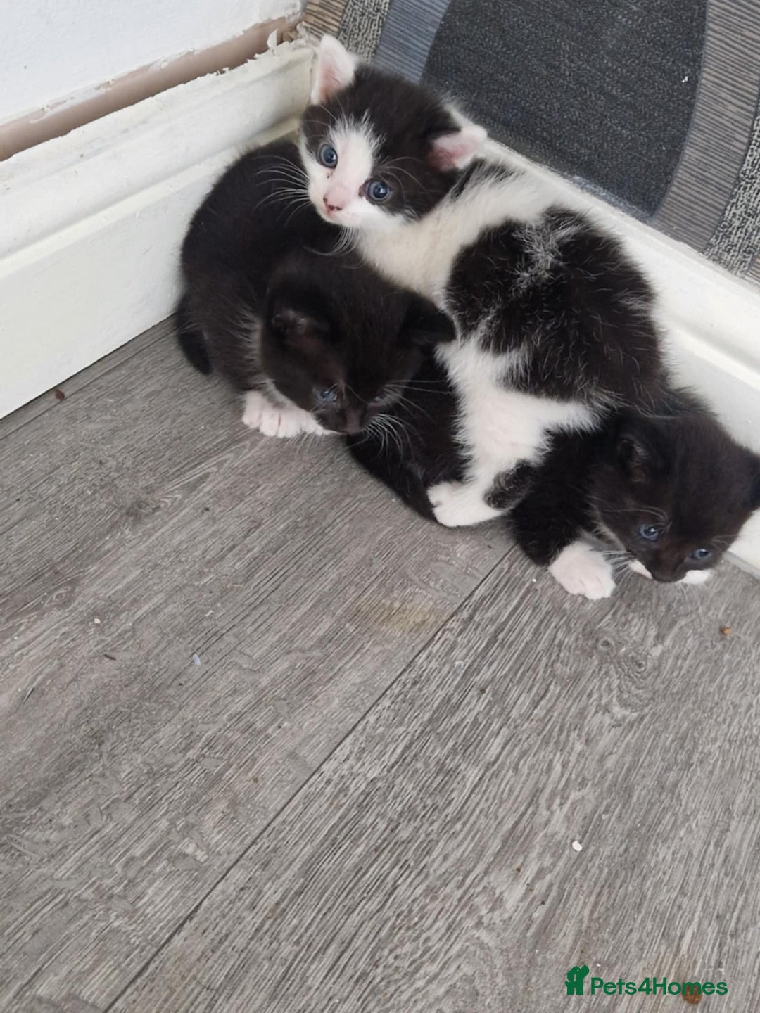 Mixed Breed cats for sale: 5 kittens for sale  - Image 12