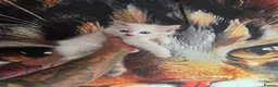 Ragdoll cats for sale: Outstanding quality Tortie Ragdolls - Advert 14
