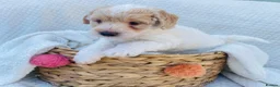 Cockapoo dogs for sale: READY - 1 BOY left 🐶Cockapoos🐶 parents tested  - Advert 26