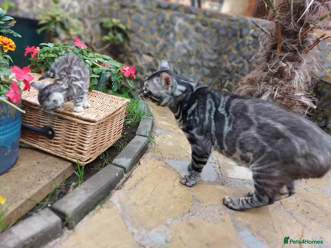 Bengal cats for stud: OUTSTANDING SILVER CHARCOAL BENGAL STUD - Advert 13