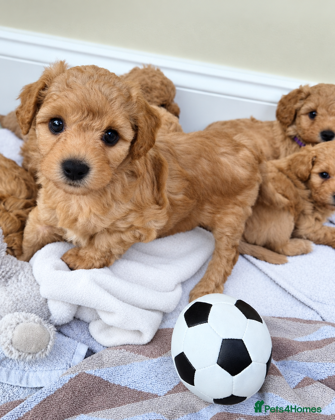 Mixed Breed dogs Vet Bred Poochons (Maltipoochons). Superb Litter! - Advert 2