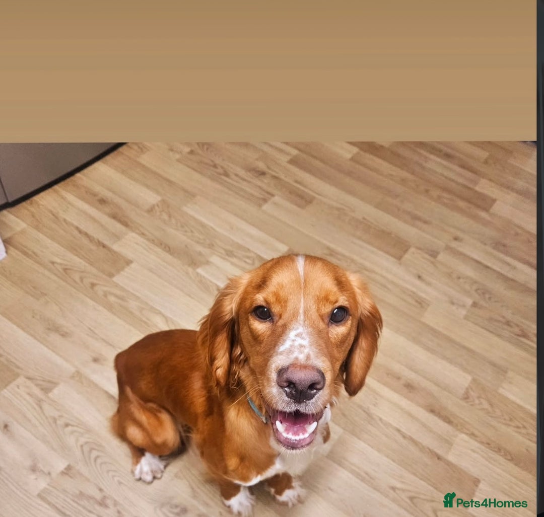 Cockapoo dogs for sale: Cockapoo Puppies - Image 11