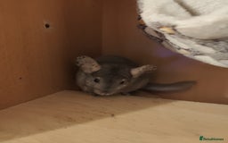Chinchilla rodents for sale: 3chinchila - Image 6