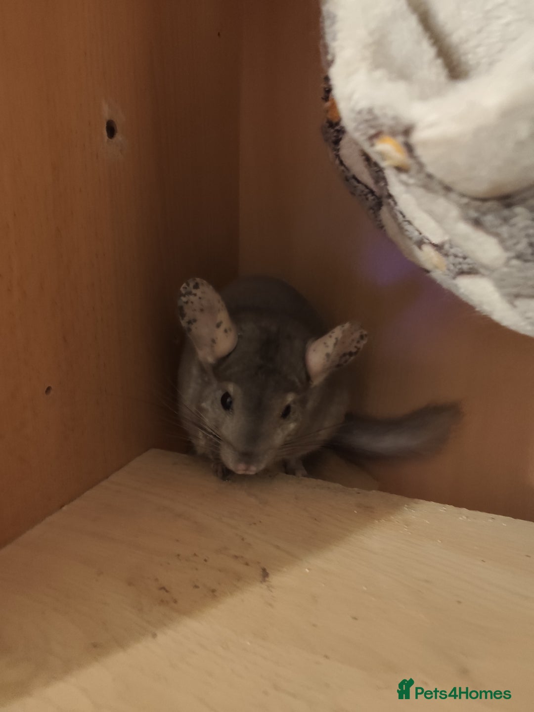 Chinchilla rodents for sale: 3chinchila - Image 6