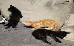 Mixed Breed cats for sale: Fluffy Kittens  - Image 7