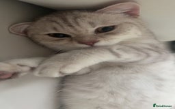 Scottish Fold cats for sale: Beautiful kittens looking for their forever home❤️ - Image 11