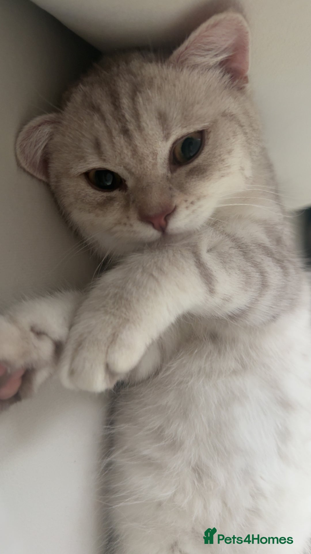 Scottish Fold cats for sale: Beautiful kittens looking for their forever home❤️ - Image 11