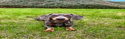 Miniature Dachshund dogs for sale: Miniature dachshunds long-haired - Advert 16