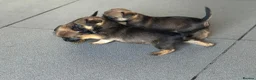 Border Terrier dogs for sale: KC Border Terrier puppies (SLEM Clear) - Advert 5
