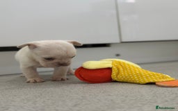 French Bulldog dogs for sale: French bulldog puppies  - Advert 13