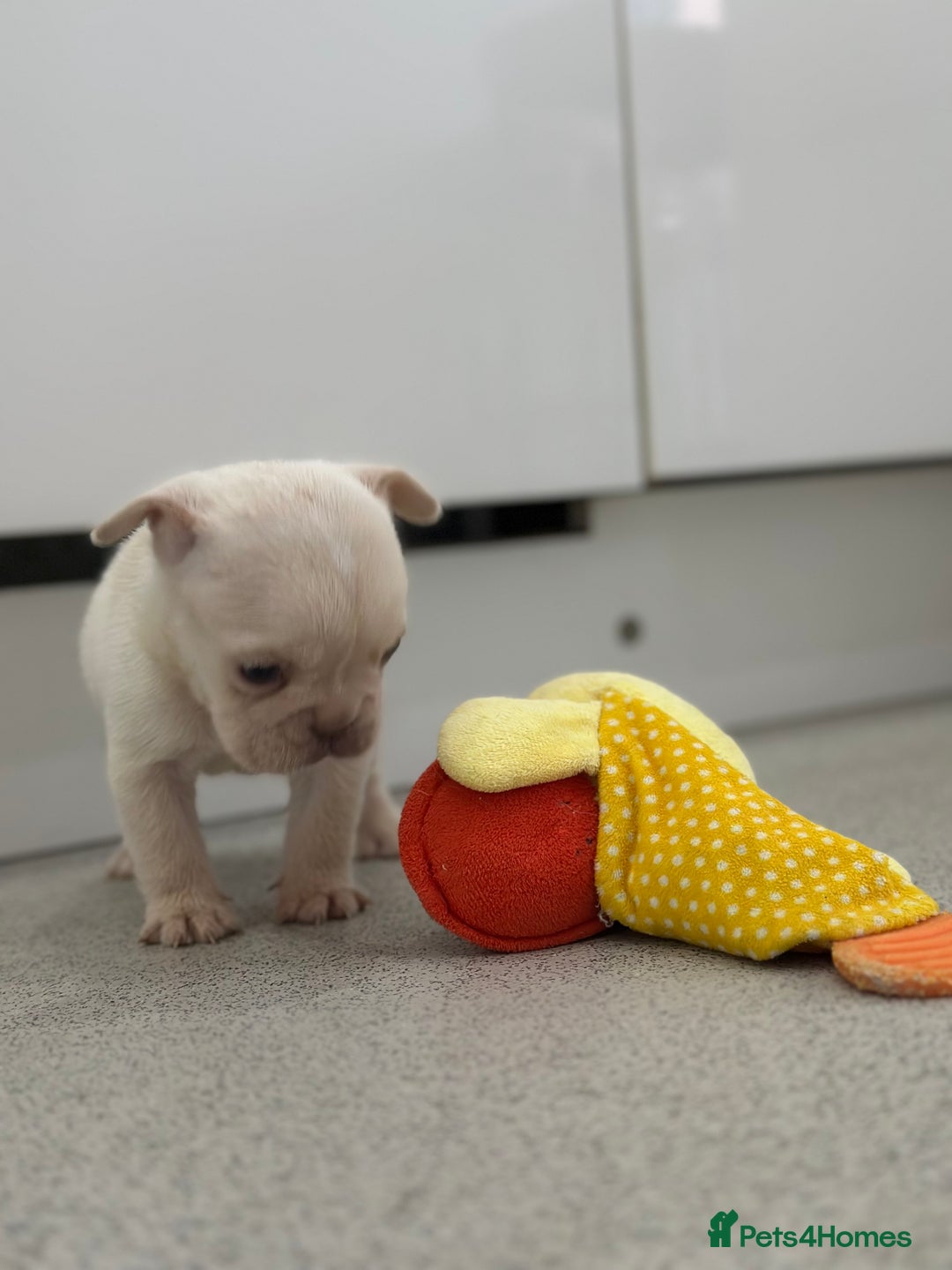 French Bulldog dogs for sale: French bulldog puppies  - Advert 13