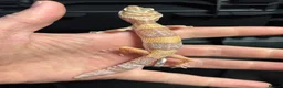 Leopard Gecko reptiles for sale: STUNNING LEOPARD GECKOS WOW AMAZING LAST FEW  - Advert 6