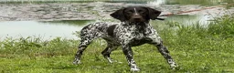 German Shorthaired Pointer dogs for sale: Premium GSP Puppies from Award-Winning Bloodlines - Advert 19