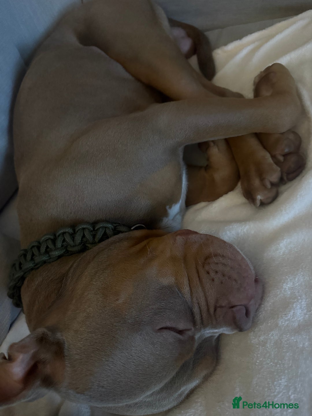 Mixed Breed dogs for sale: Beautiful American Bulldog x for Rehome - Image 5