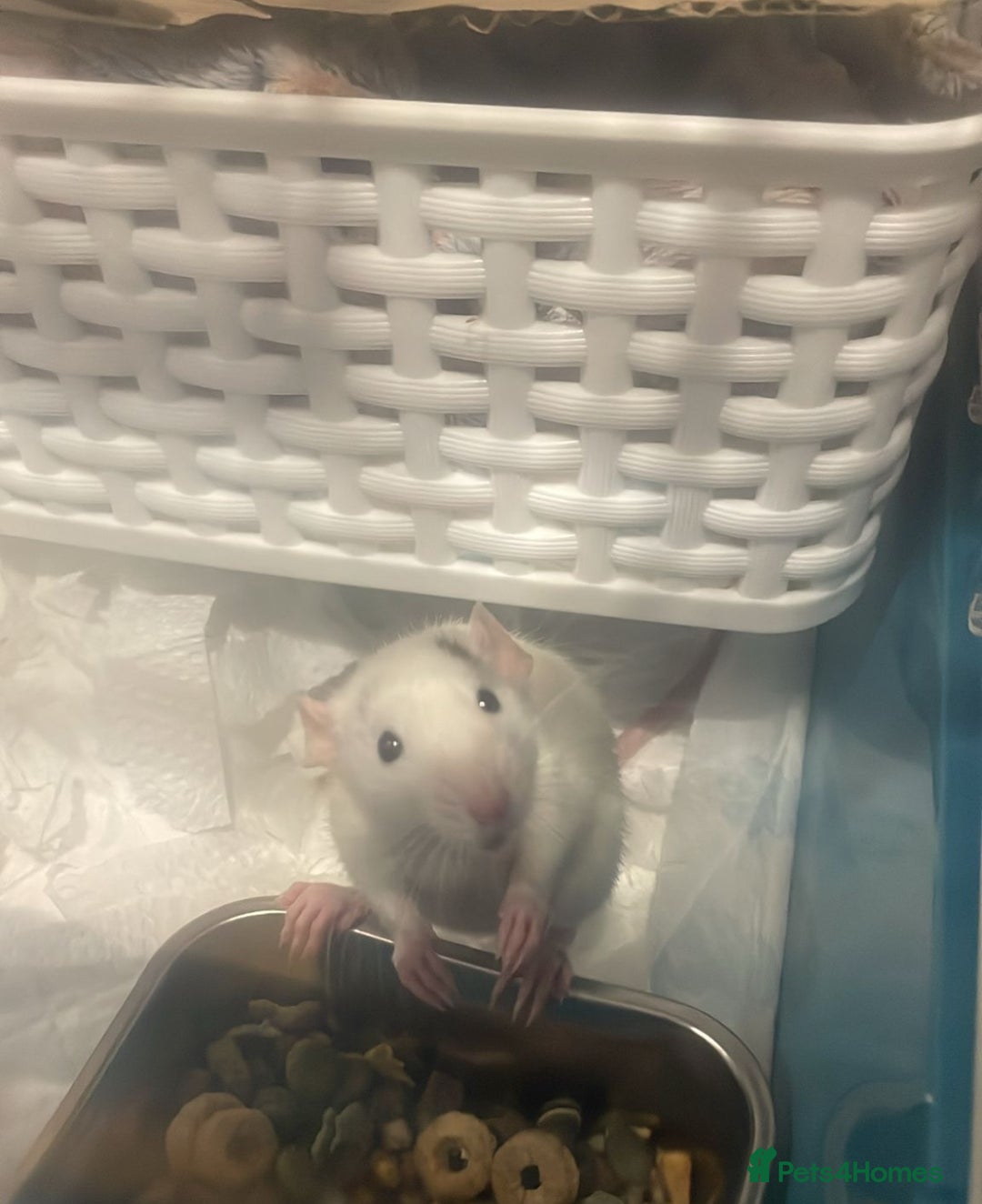 Rat rodents for sale: Baby dumbo rats - Advert 3