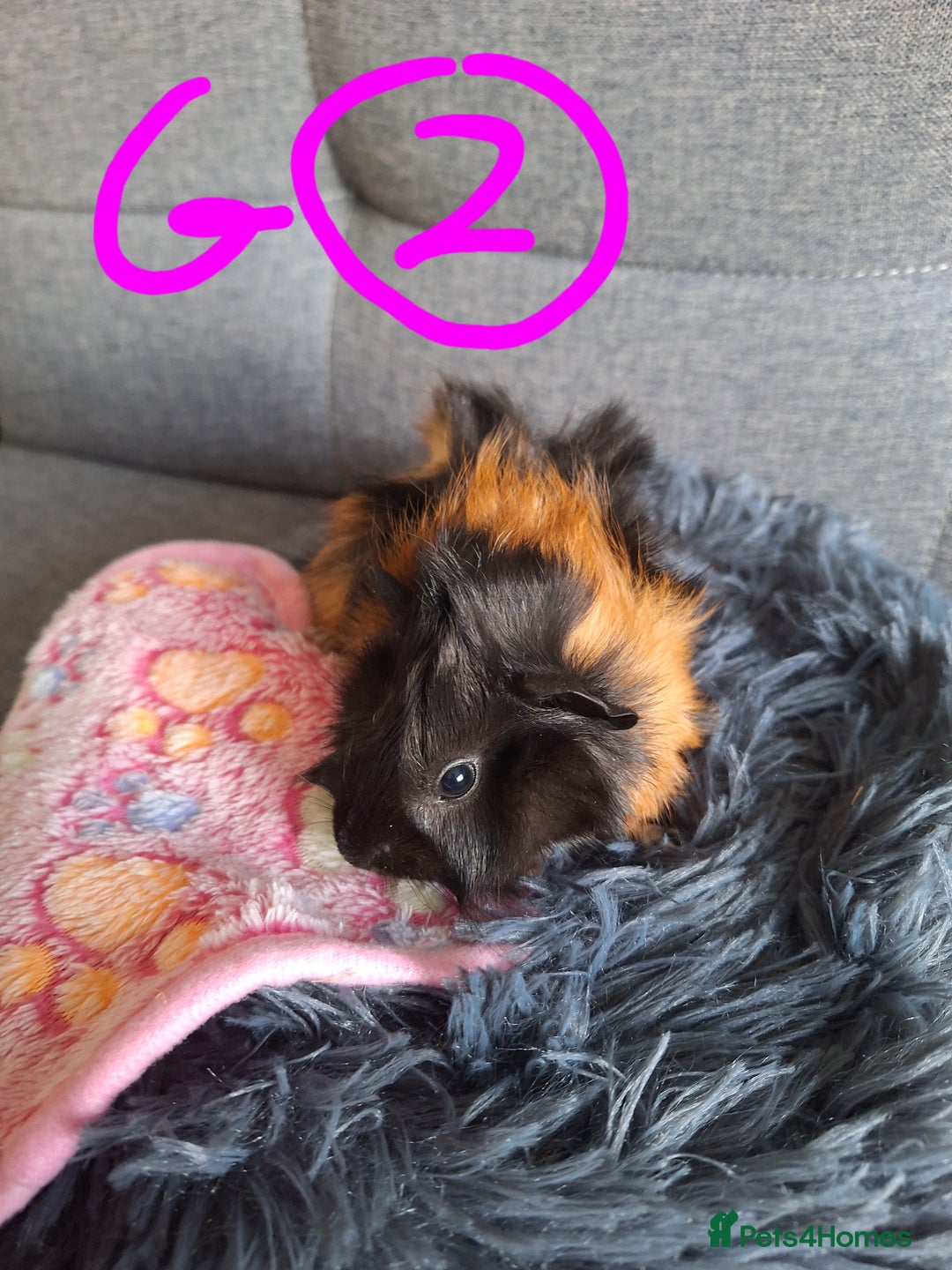 Guinea Pig rodents for sale: 😍 Lovely sows and one boar 💚  - Image 10