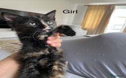 Mixed Breed cats for sale: Adorable 8wk Long-Haired Kittens – Ready Now  - Image 9