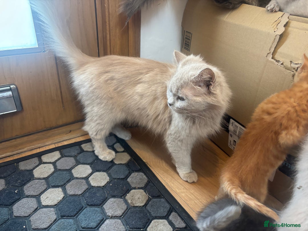 British Shorthair cats for sale: 5 stunning British blue shorthairs available  - Image 2