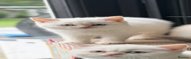 Female cream colorpoint 