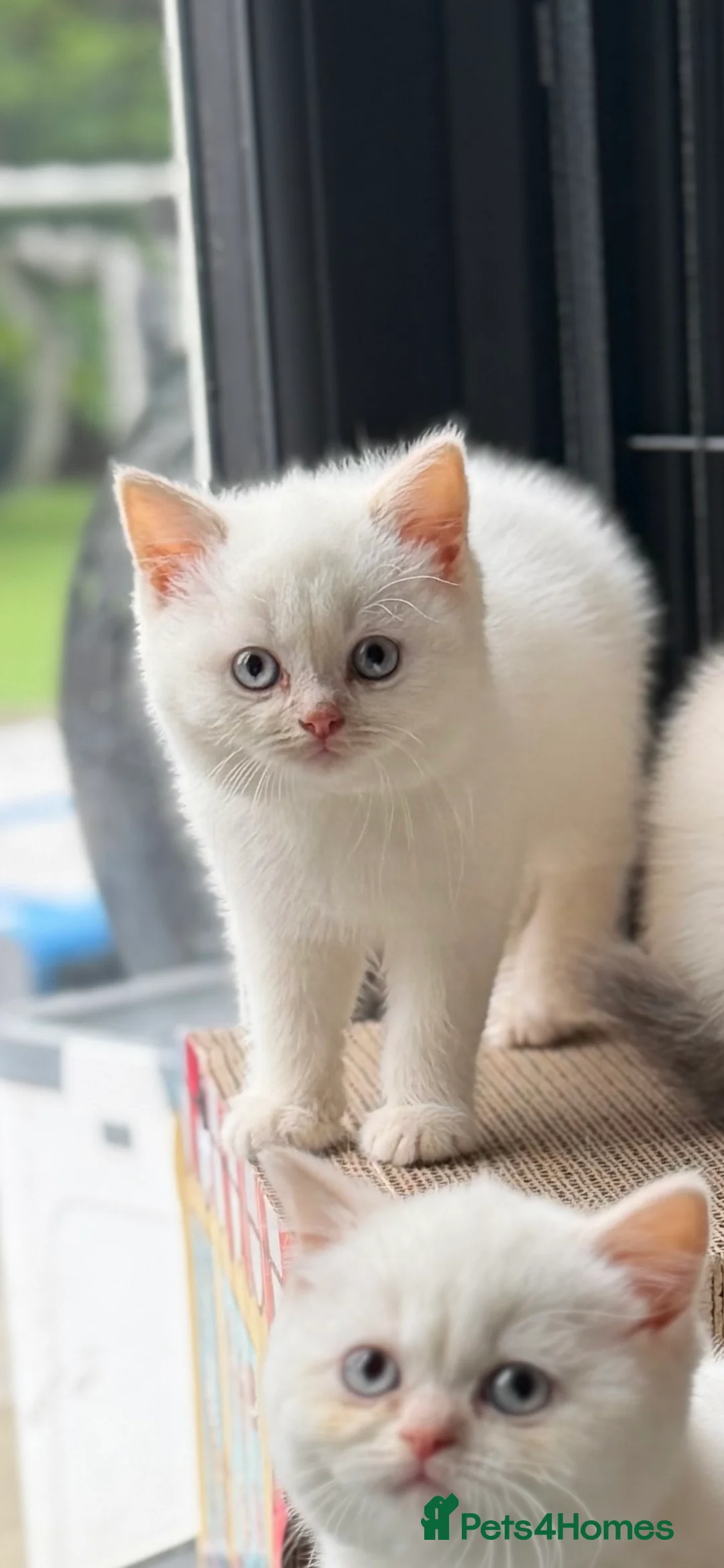 British Shorthair cats for sale: British shorthair kittens 😺 - Advert 2