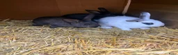 Mixed Breed rabbits for sale: Baby bunnies Dutch cross lop  - Advert 4