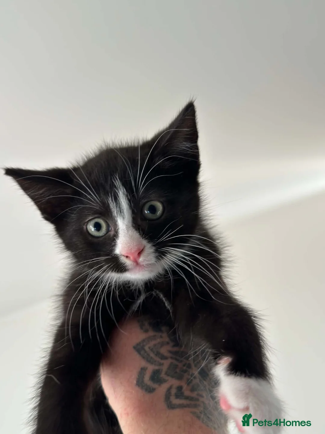 Mixed Breed cats for sale: Kittens in Melton Mowbray - Advert 4