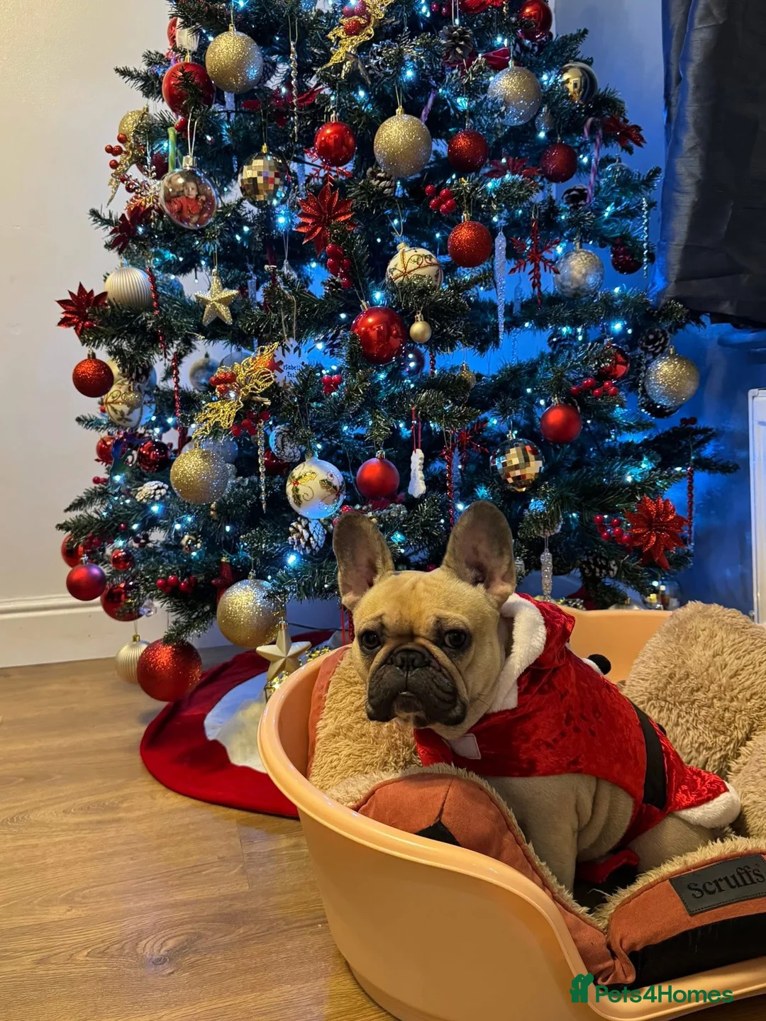 French Bulldog dogs for sale: Beautiful french buldog - Advert 1