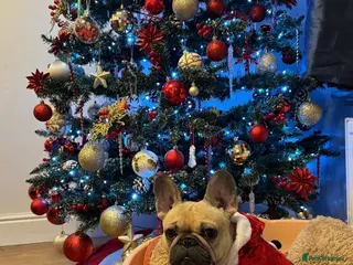 French Bulldog dogs Beautiful french buldog - Advert 1