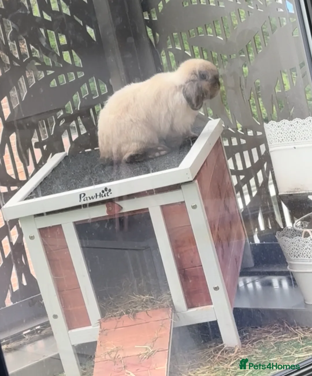 Mini Lop rabbits for sale: 2 beautiful bunny for FREE looking for new home  in London - Advert 6