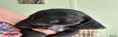 Cocker Spaniel 4