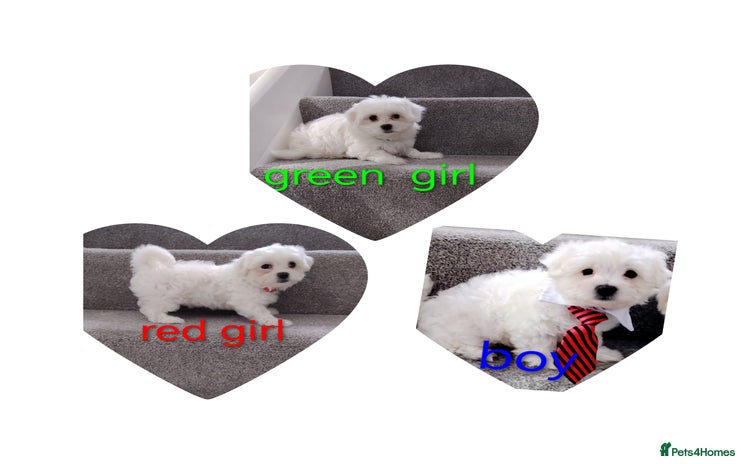Maltese dogs - Advert 1